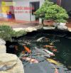 Vệ sinh hồ cá Koi sạch trong giá rẻ ở HCM, Đồng Nai