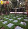 Trồng c.ỏ thảm nghệ thuật sân vườn ở HCM, Đồng Nai, Bình Dương