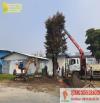 Dịch vụ chặt cây xanh, cắt tỉa cây MÙA MƯA ở Đồng Nai, HCM